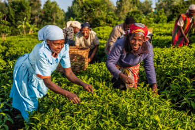 Dames dans une plantation