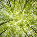 Worms Eyeview of Green Trees