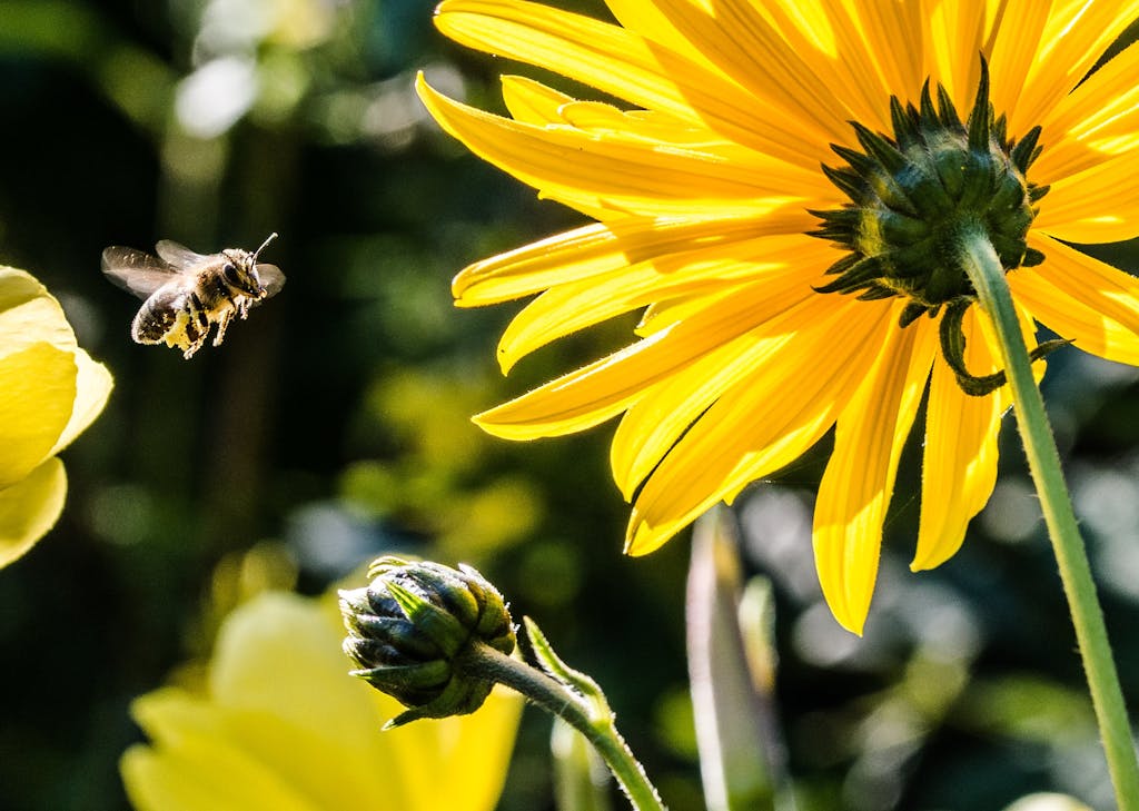 Yellow Petaled Flower With Black Yellow Bee during Daytime Focus Photography